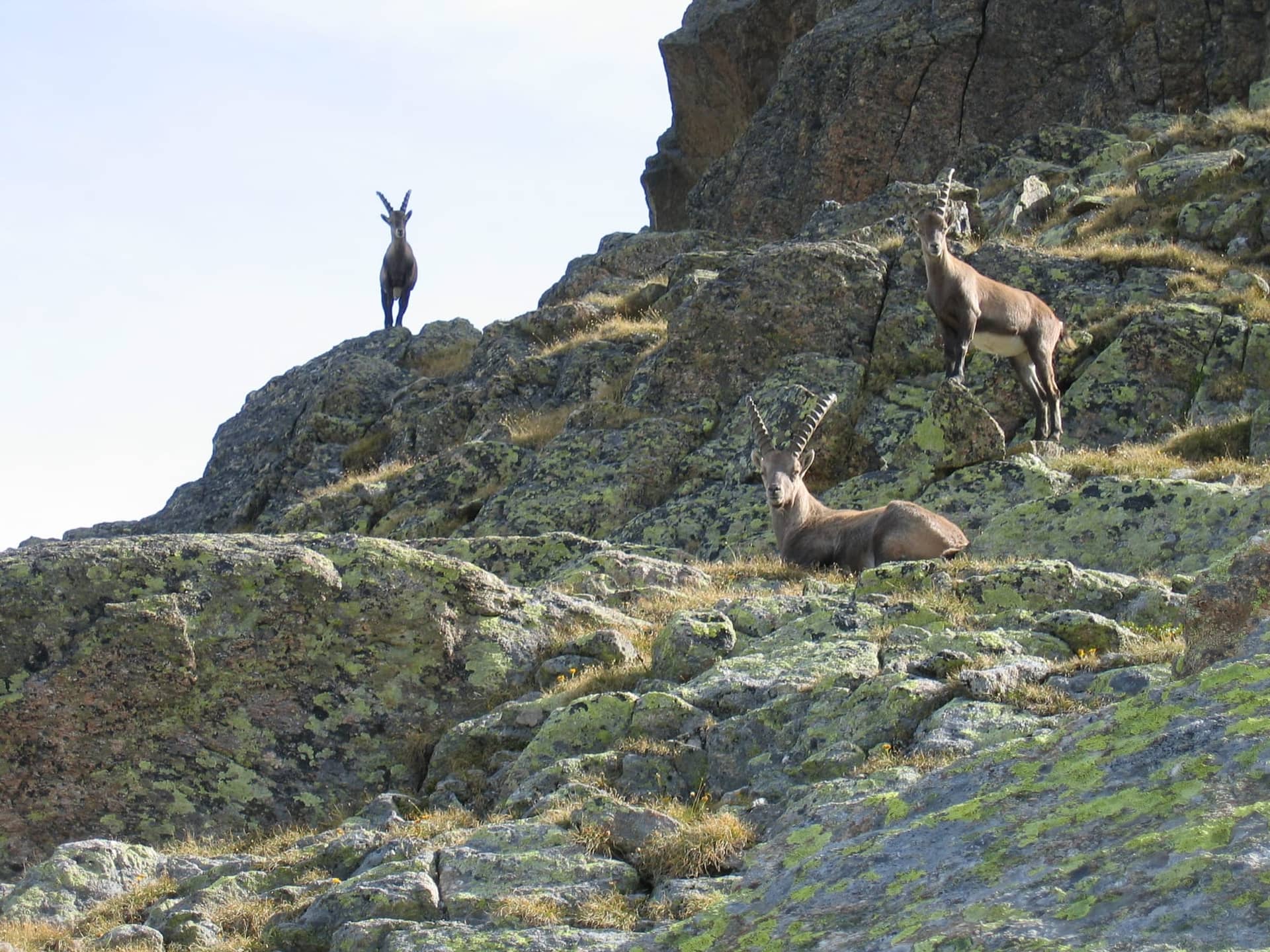 Steinböcke auf einem Felsen in den Bergen des Montafon